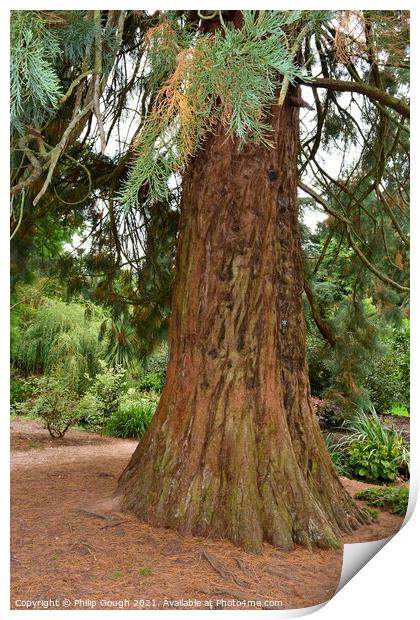 Very Large Tree Print by Philip Gough