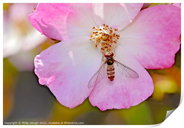 Insect on a Dog Rose Print by Philip Gough