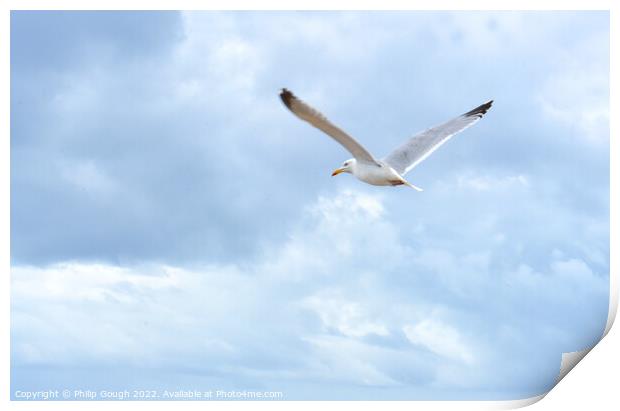 Sea Gull flying Print by Philip Gough