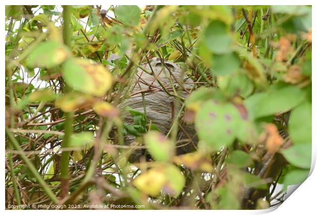 A Wasps nest hiding in the bush Print by Philip Gough