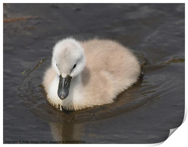 Baby Cygnet On Water Print by Philip Gough