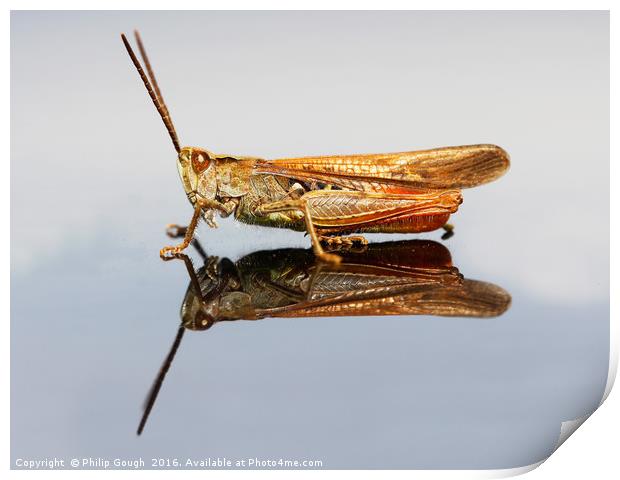 Grasshopper (Suborder Caelifera) Print by Philip Gough