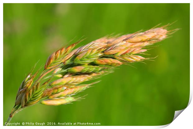 Barley in the field Print by Philip Gough