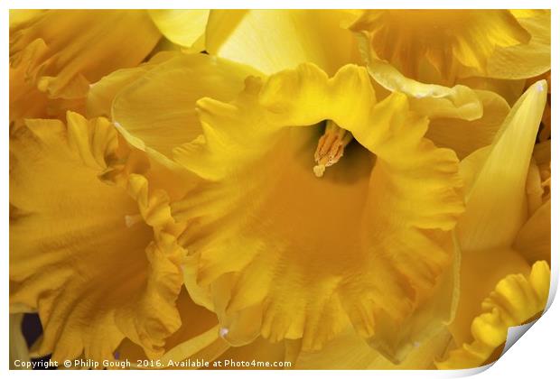 Daffodils Print by Philip Gough