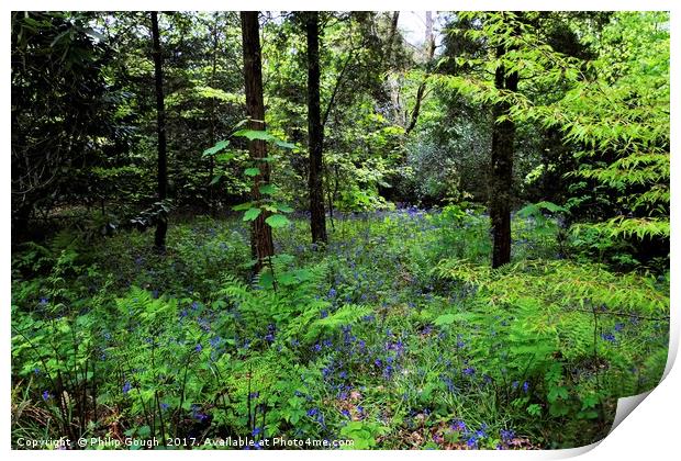 Bluebells in the wood. Print by Philip Gough
