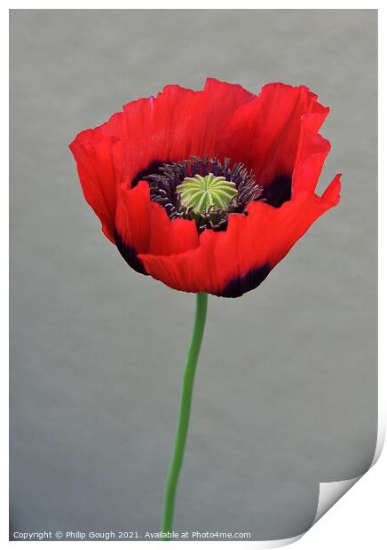 Red Poppy (Papaveroideae) Print by Philip Gough