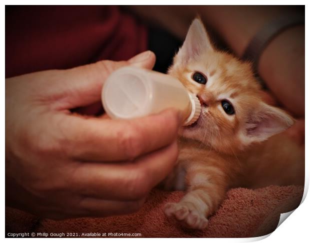 A person feeding a kitten Print by Philip Gough
