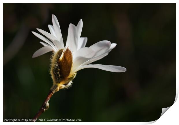 Magnolia Stellata (stage 4) with petals developing Print by Philip Gough