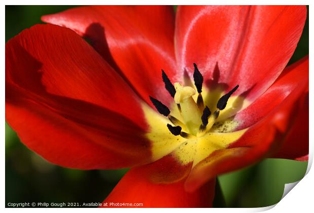 Garden Tulip (Tulipa gesneriana) Didiers Tulip Print by Philip Gough