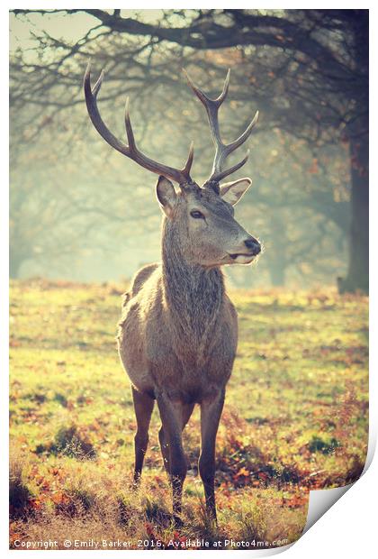 Richmond Park Deer  Print by Emily Barker
