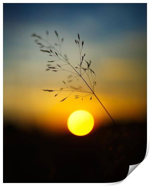 Selective focus sunset Print by Ragnar Lothbrok