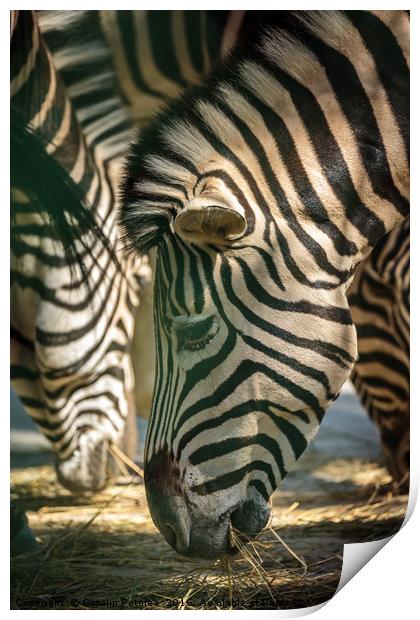 Zebra herd eating Print by Ragnar Lothbrok