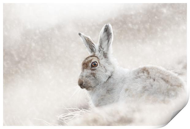 In the snow Print by Mark Lynham