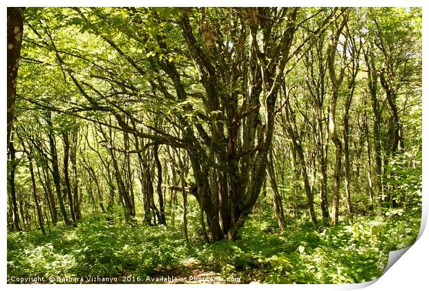 Never-ending forest in Plitvice National Park, Cro Print by Barbara Vizhanyo
