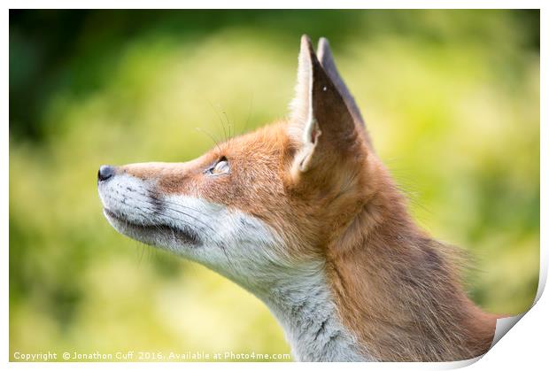 Fox looking upwards Print by Jonathon Cuff