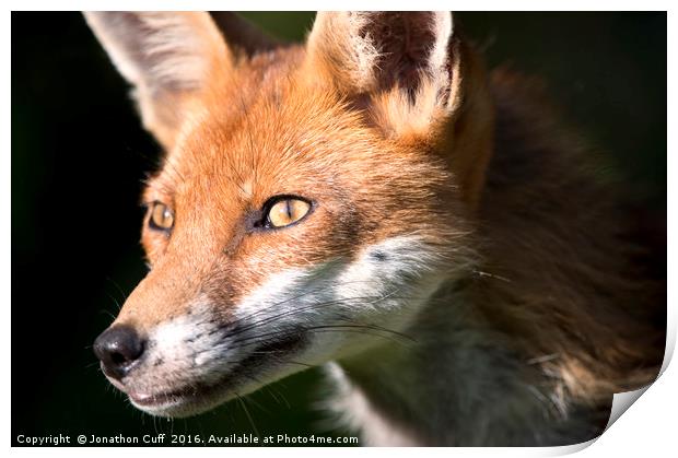 Portrait of a fox Print by Jonathon Cuff