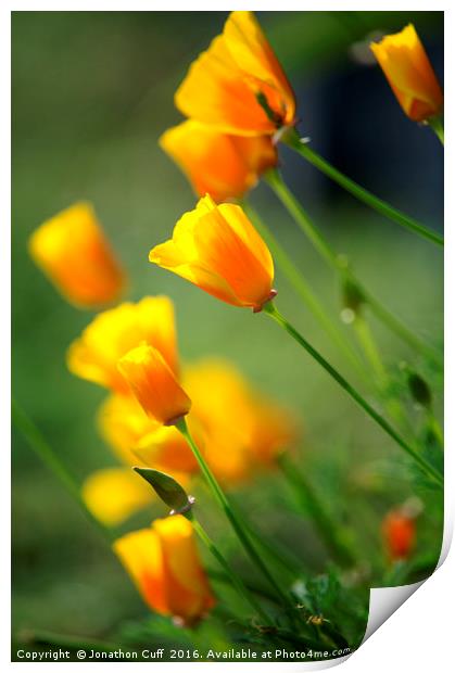 California poppies in the early evening sun Print by Jonathon Cuff