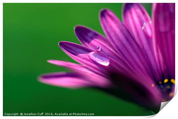 Raindrop on a petal. Print by Jonathon Cuff