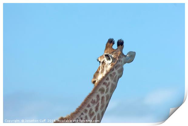 Giraffe neck in profile Print by Jonathon Cuff
