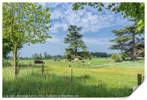 Cows in a field Print by George Cairns