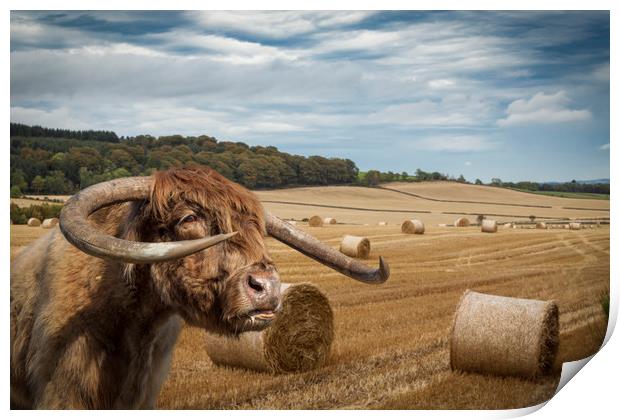Horned Cow in Scottish Borders.  Print by George Cairns
