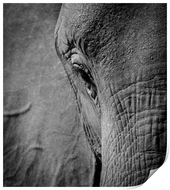 African Elephant Print by Janette Hill