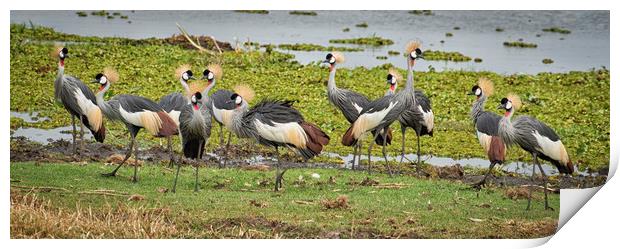 Crowned Cranes  Print by Janette Hill