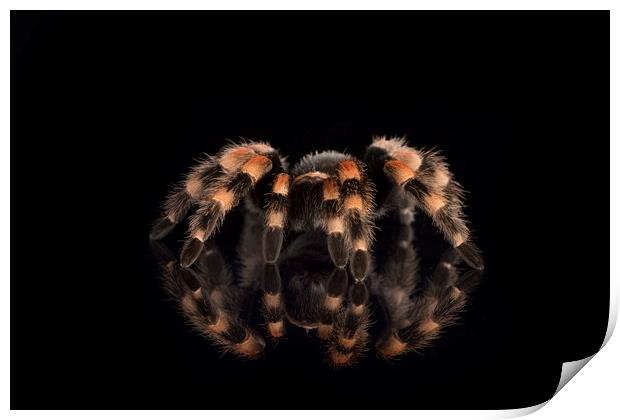 Mexican Red Knee Tarantula Print by Janette Hill