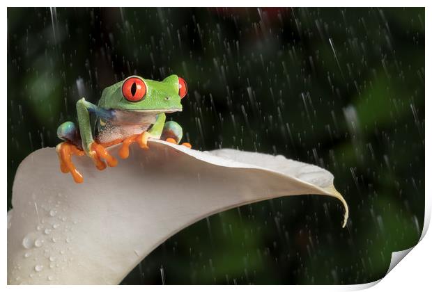 Red Eyed Tree Frog Print by Janette Hill