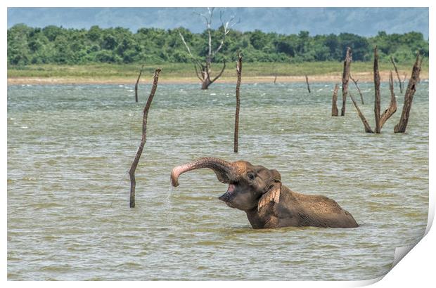 Wallowing Asian elephant, Sri Lanka Print by Janette Hill
