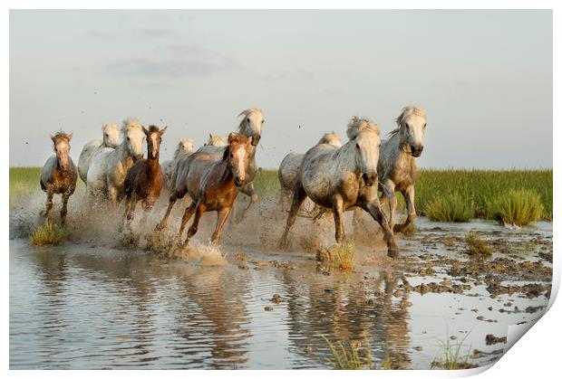 Mares and Foals in the Marshes Print by Janette Hill