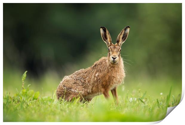 Brown Hare Stare Print by Janette Hill