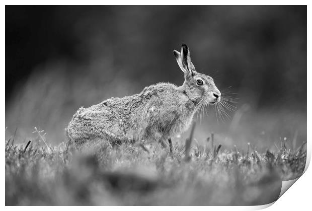 Brown Hare in Mono Print by Janette Hill
