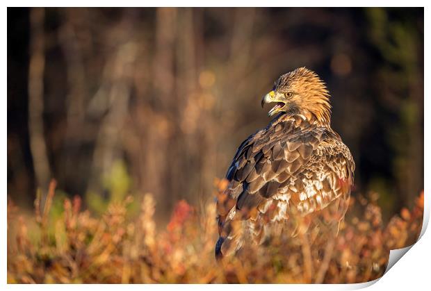 Golden Eagle in Autumn Light Print by Janette Hill