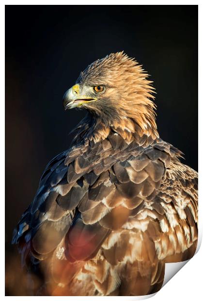 Golden Eagle Portrait Print by Janette Hill