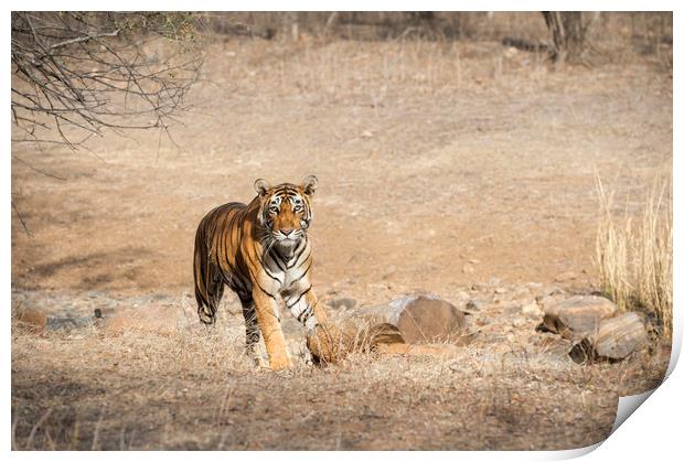 Tiger in the light Print by Janette Hill