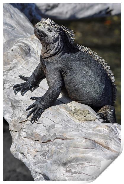 Marine Iguana Print by Janette Hill