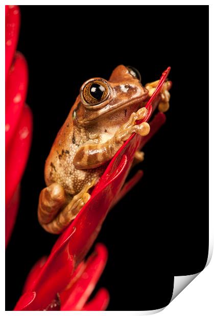 Peacock Tree Frog Portrait Print by Janette Hill