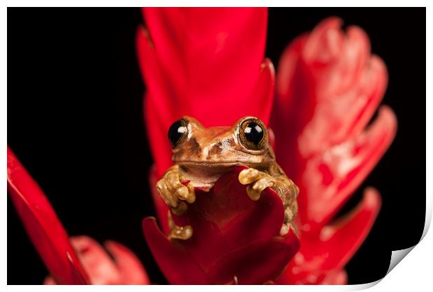 Peacock Tree Frog Print by Janette Hill