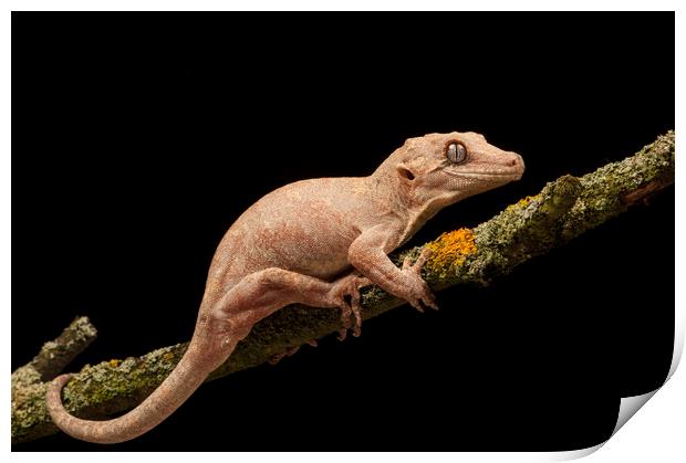 Gargoyle Gecko Print by Janette Hill