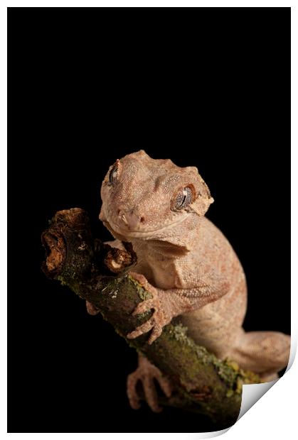 Gargoyle Gecko Portrait Print by Janette Hill