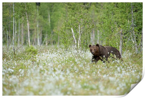 Brown Bear in Cotton Grass Print by Janette Hill
