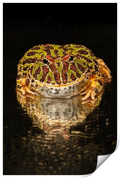 Argentinian Horned Frog Portrait Print by Janette Hill