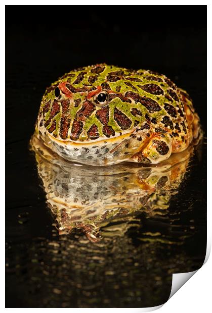 Argentinian Horned Frog, side portrait Print by Janette Hill
