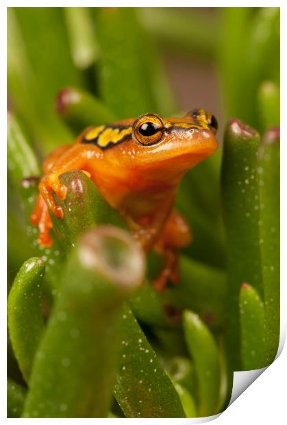 Sedge Frog Portrait  Print by Janette Hill