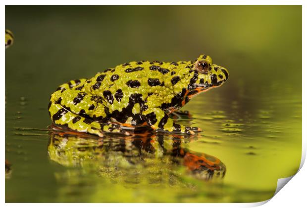 Firebelly Toad Print by Janette Hill