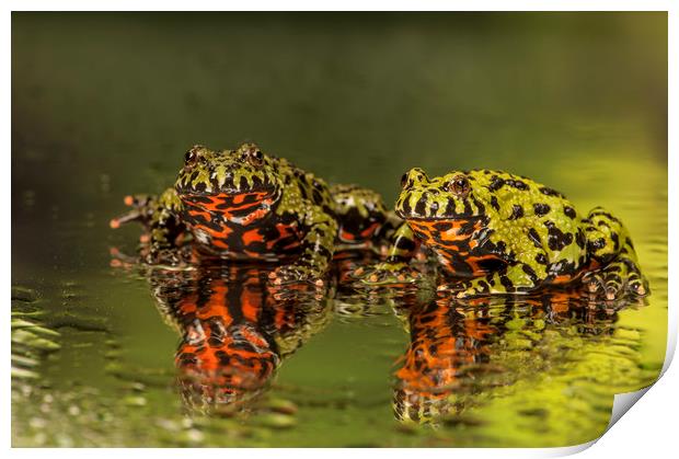 Firebelly Toad Duo Print by Janette Hill