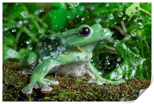 Frog in the Rain  Print by Janette Hill