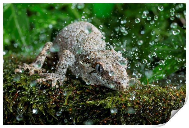 Gargoyle Gecko in Rain Print by Janette Hill