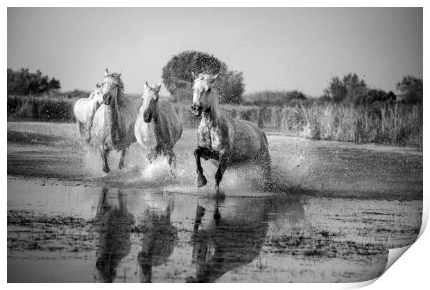 Camargue White Horses in Mono Print by Janette Hill